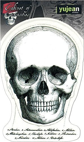 CABINET OF CURIOSITIES SKULL FACE - 3.625" x 5.25" - Extra Long Lasting, All Weather/UV Resistant, Die-Cut Vinyl STICKER