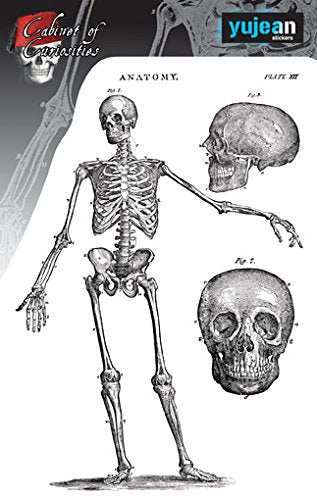 CABINET OF CURIOSITIES SKELETON - 4.5" x 6.5" - Sticker Decals - UV In/Out Weather Protected, Long Lasting DECAL