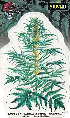 Matt Stewart, CABINET OF CURIOSITIES CANNABIS PLANT, All Weather/UV Resistant, Die-Cut Vinyl STICKER / DECAL - 4" x 6"