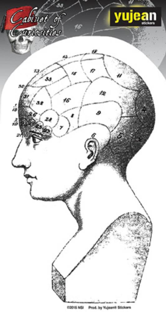 CABINET OF CURIOSITIES PHRENOLOGY HEAD STICKER - Matt Stewart Art's Orignal Artwork In/Out Door STICKER - 3.5" x 5.5"